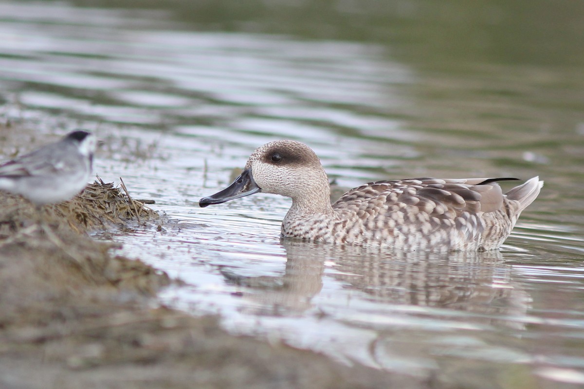 Marbled Duck - ML424153961