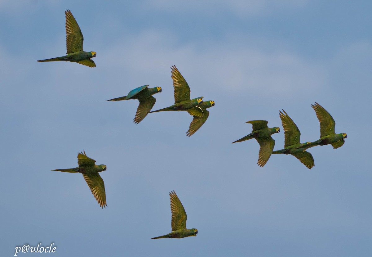 Red-bellied Macaw - ML424155001