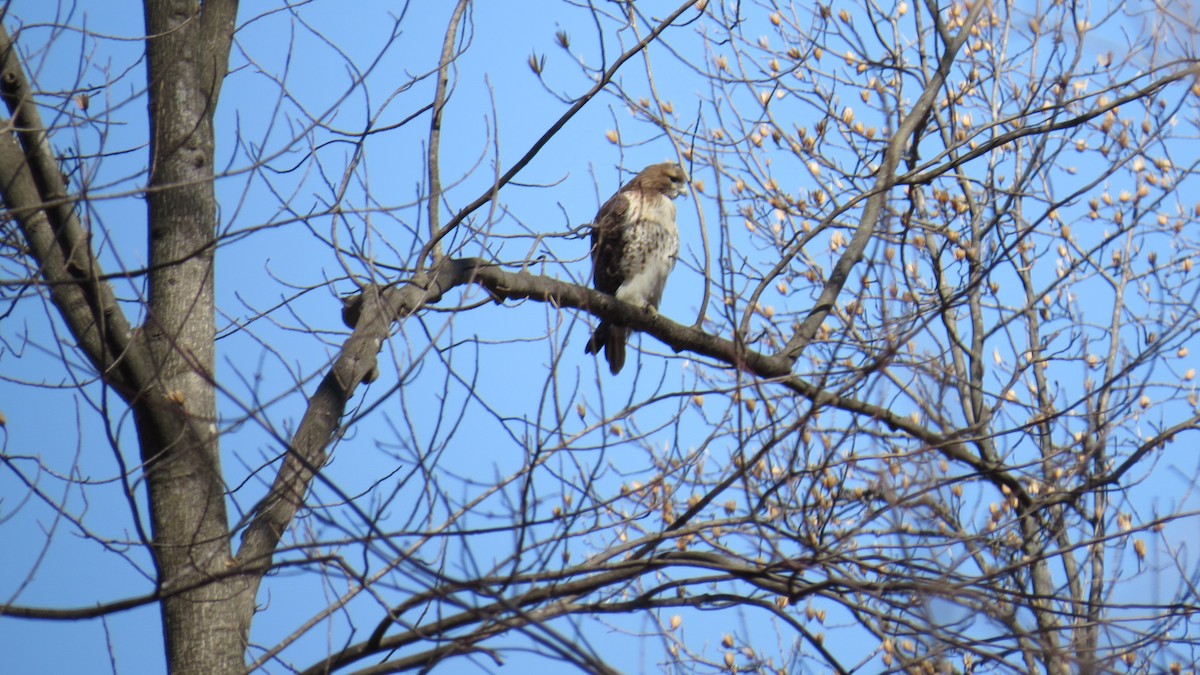 Red-tailed Hawk - ML424156331