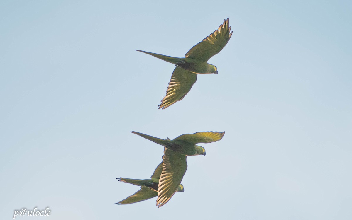 Red-bellied Macaw - ML424156711