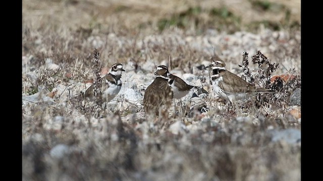 Killdeer - ML424156811