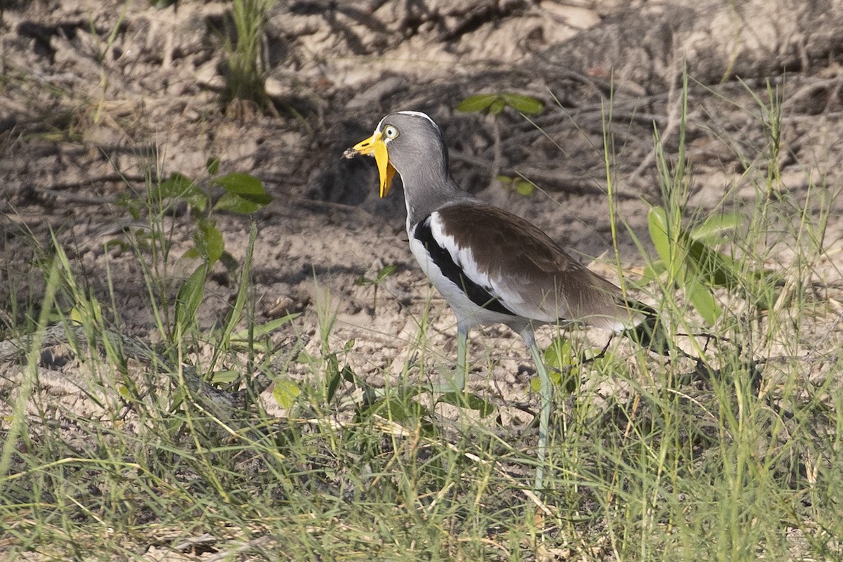 White-crowned Lapwing - adrian binns