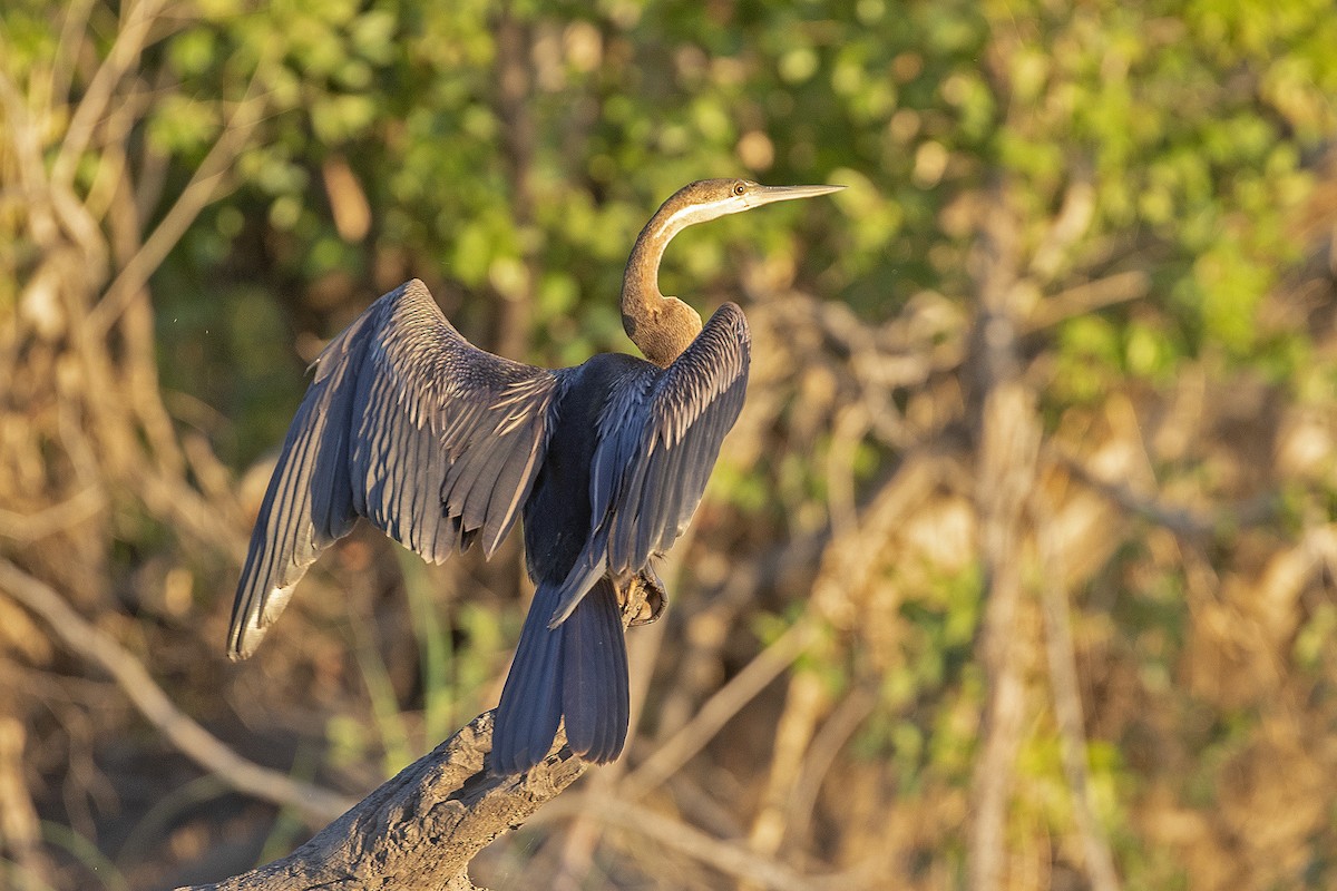 African Darter - adrian binns