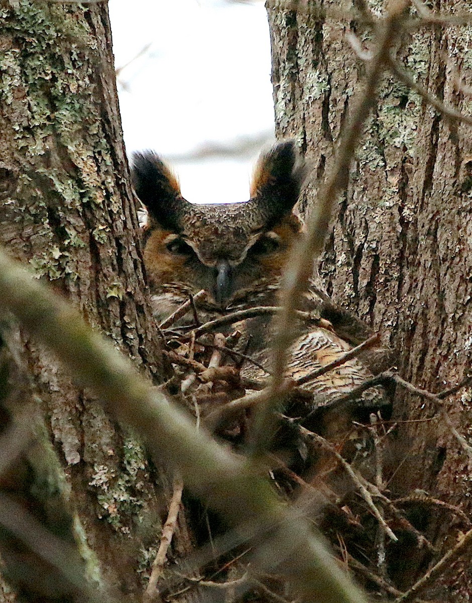 Great Horned Owl - ML424158751