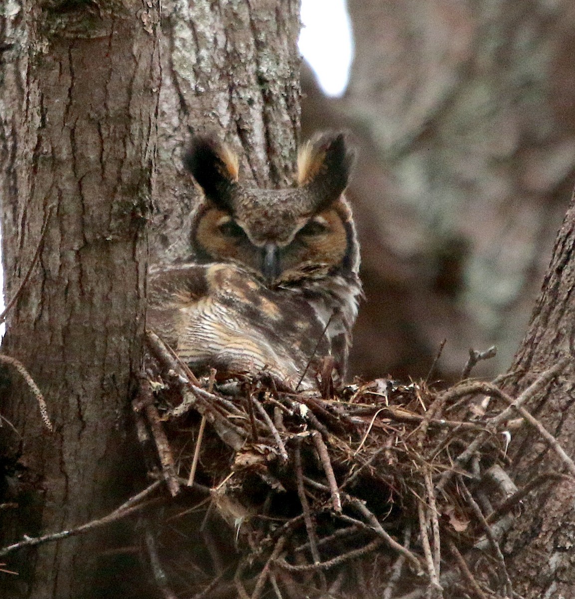 Great Horned Owl - ML424158771