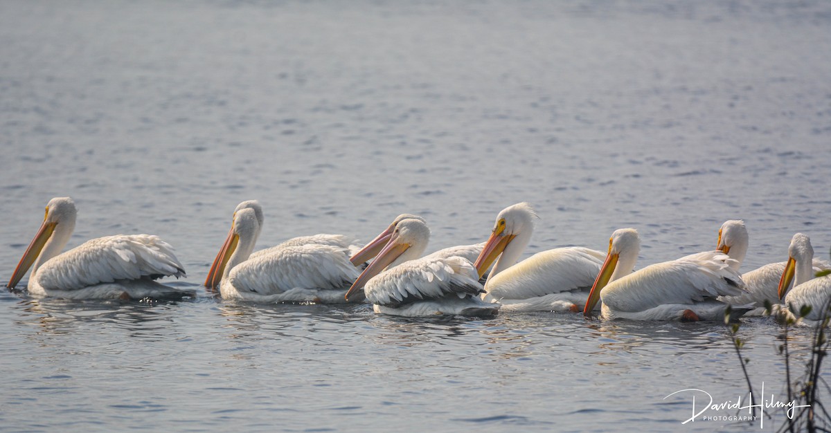 pelikán severoamerický - ML424158971