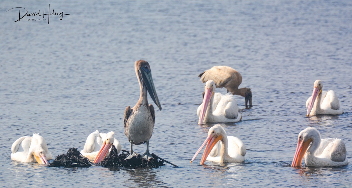 pelikán severoamerický - ML424158991