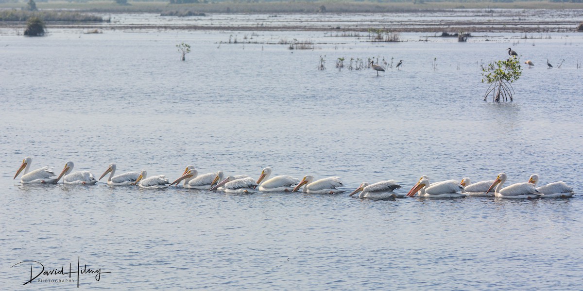 pelikán severoamerický - ML424159021