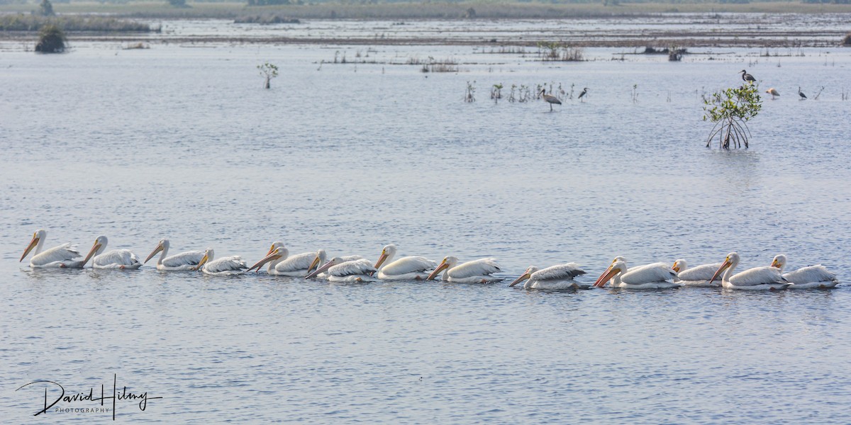 American White Pelican - ML424159021