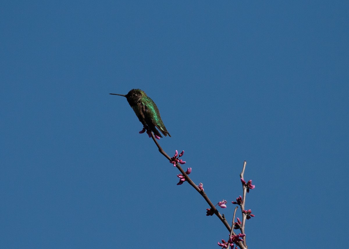Anna's Hummingbird - Scott Marnoy