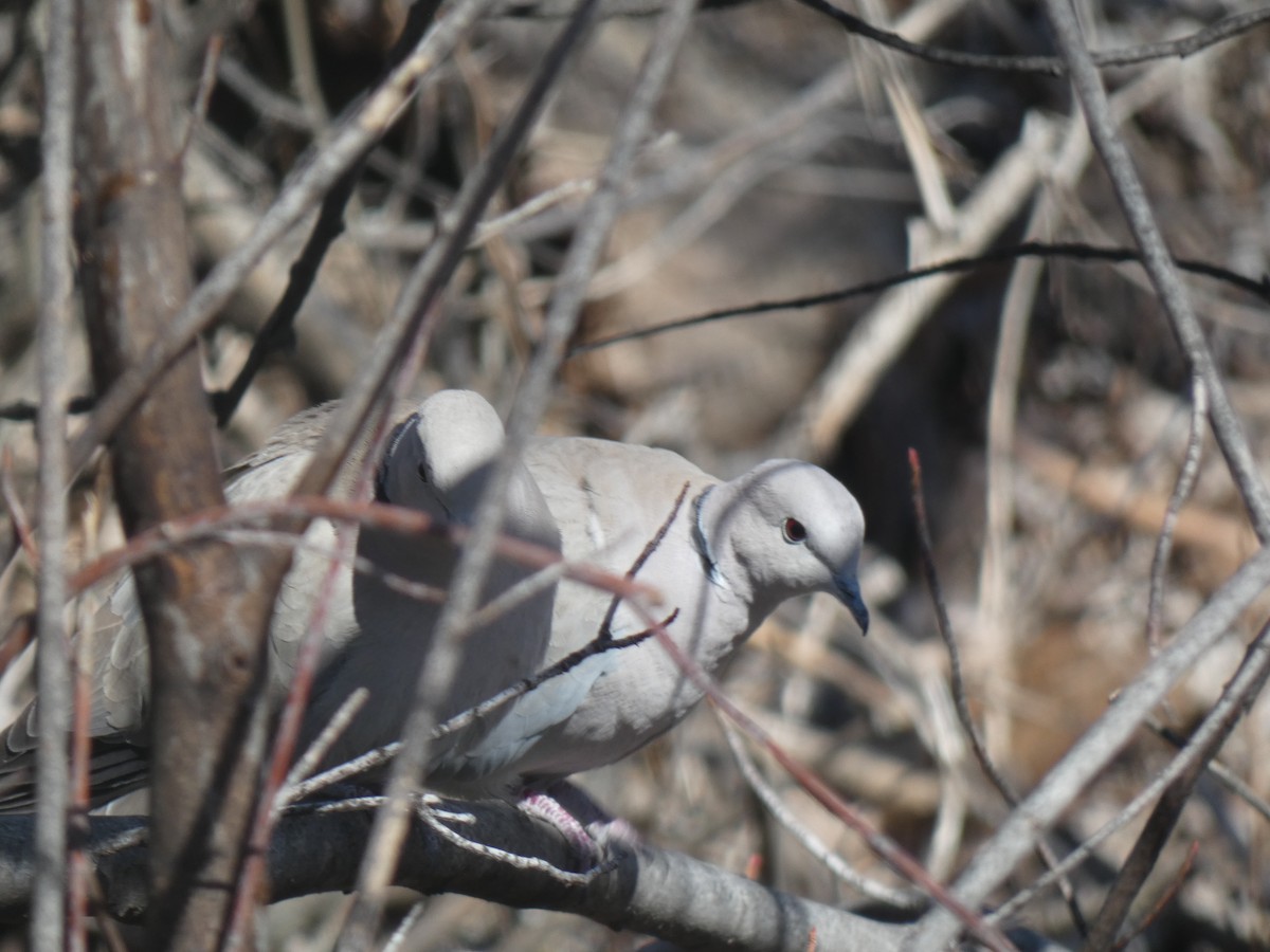 Eurasian Collared-Dove - ML424162091