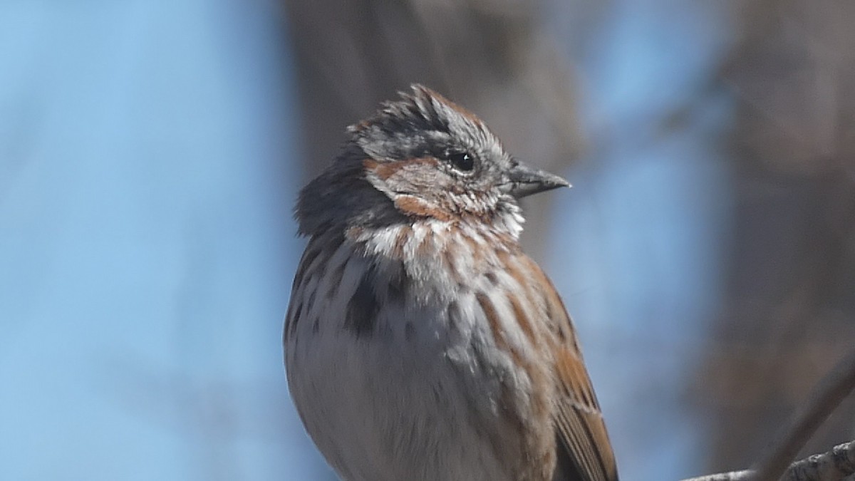 Song Sparrow - ML424162151