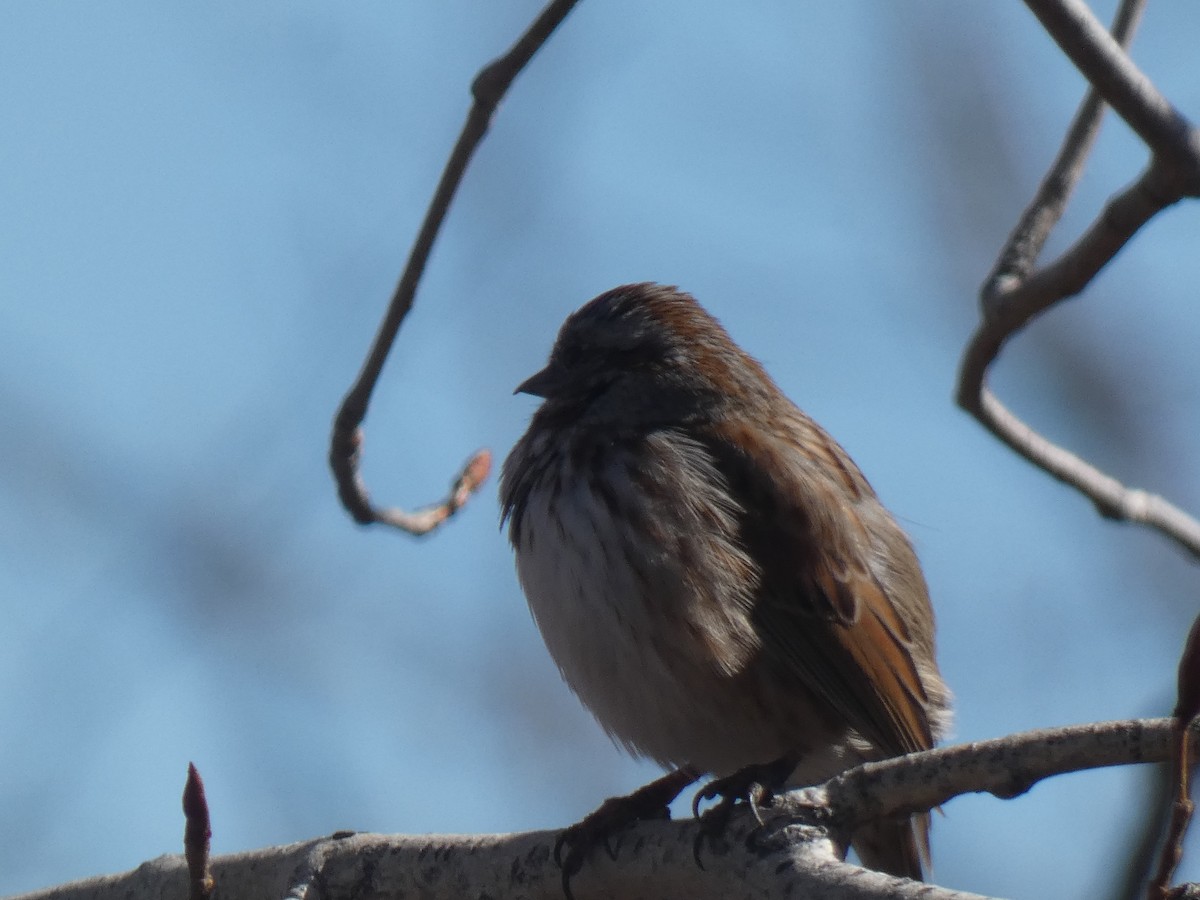 Song Sparrow - ML424162341