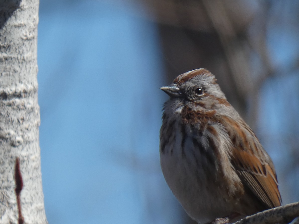 Song Sparrow - Glenn Vakalala