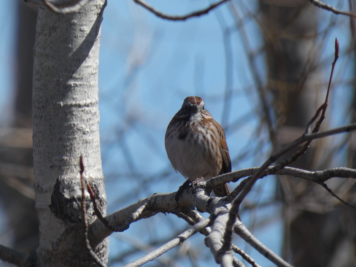 Song Sparrow - ML424162401