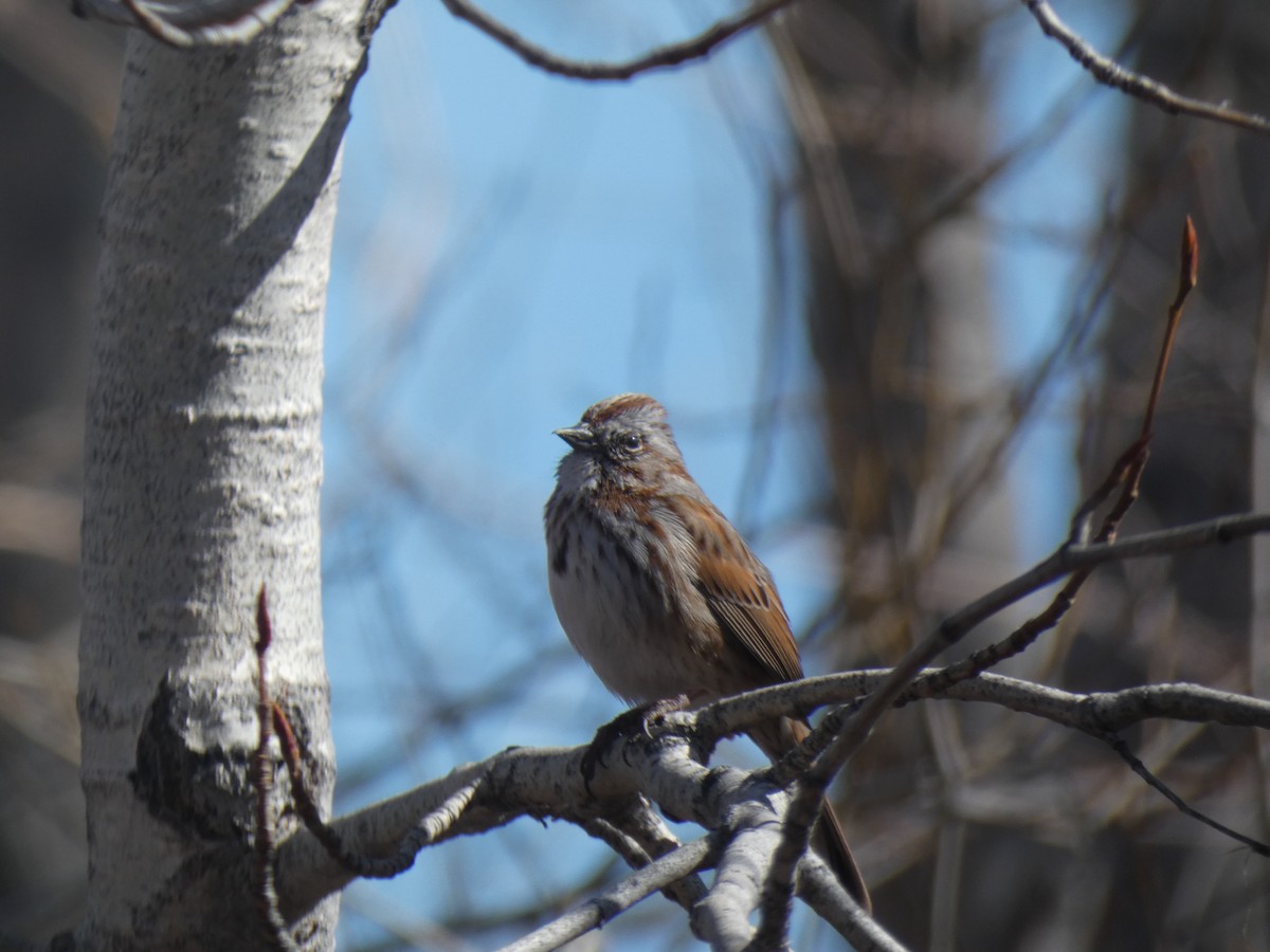 Song Sparrow - ML424162471