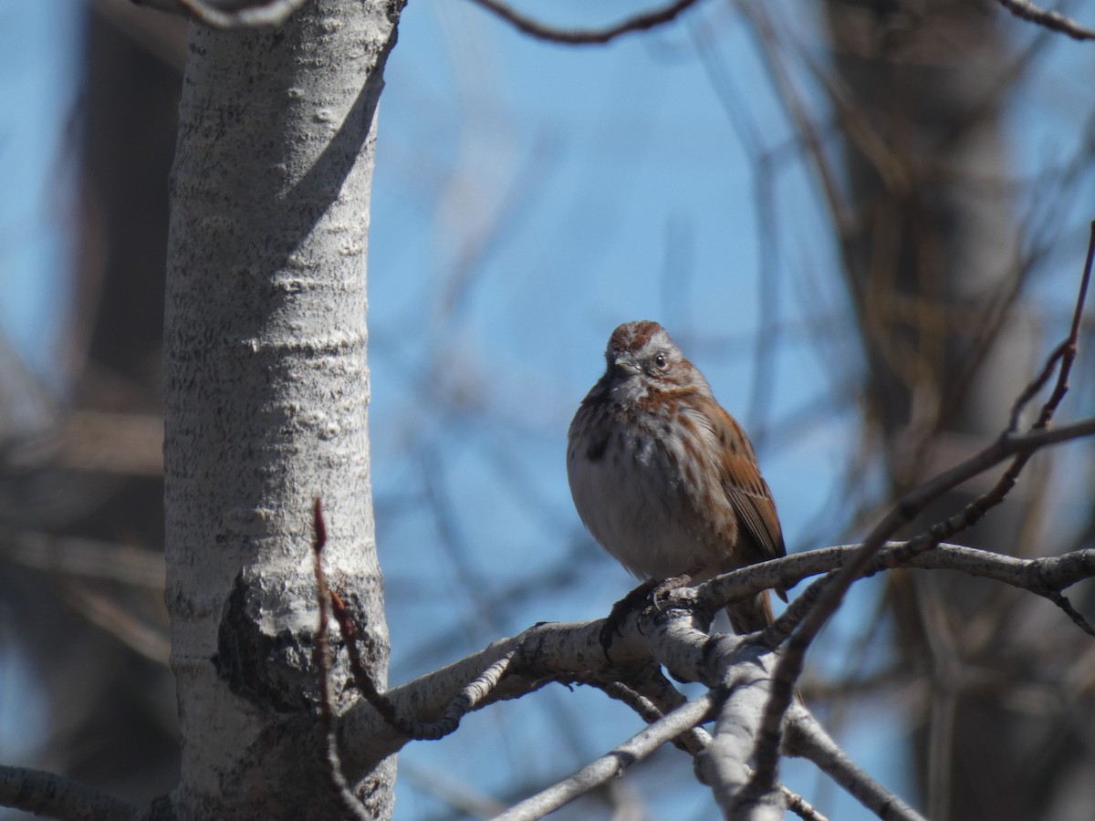 Song Sparrow - ML424162491