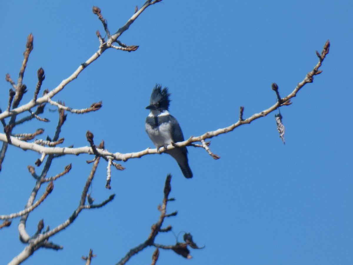 Belted Kingfisher - Glenn Vakalala