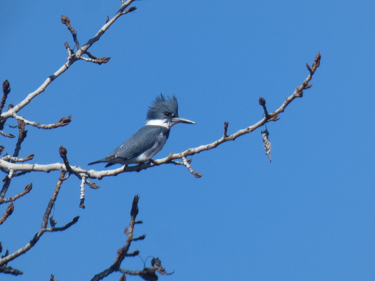 Belted Kingfisher - Glenn Vakalala