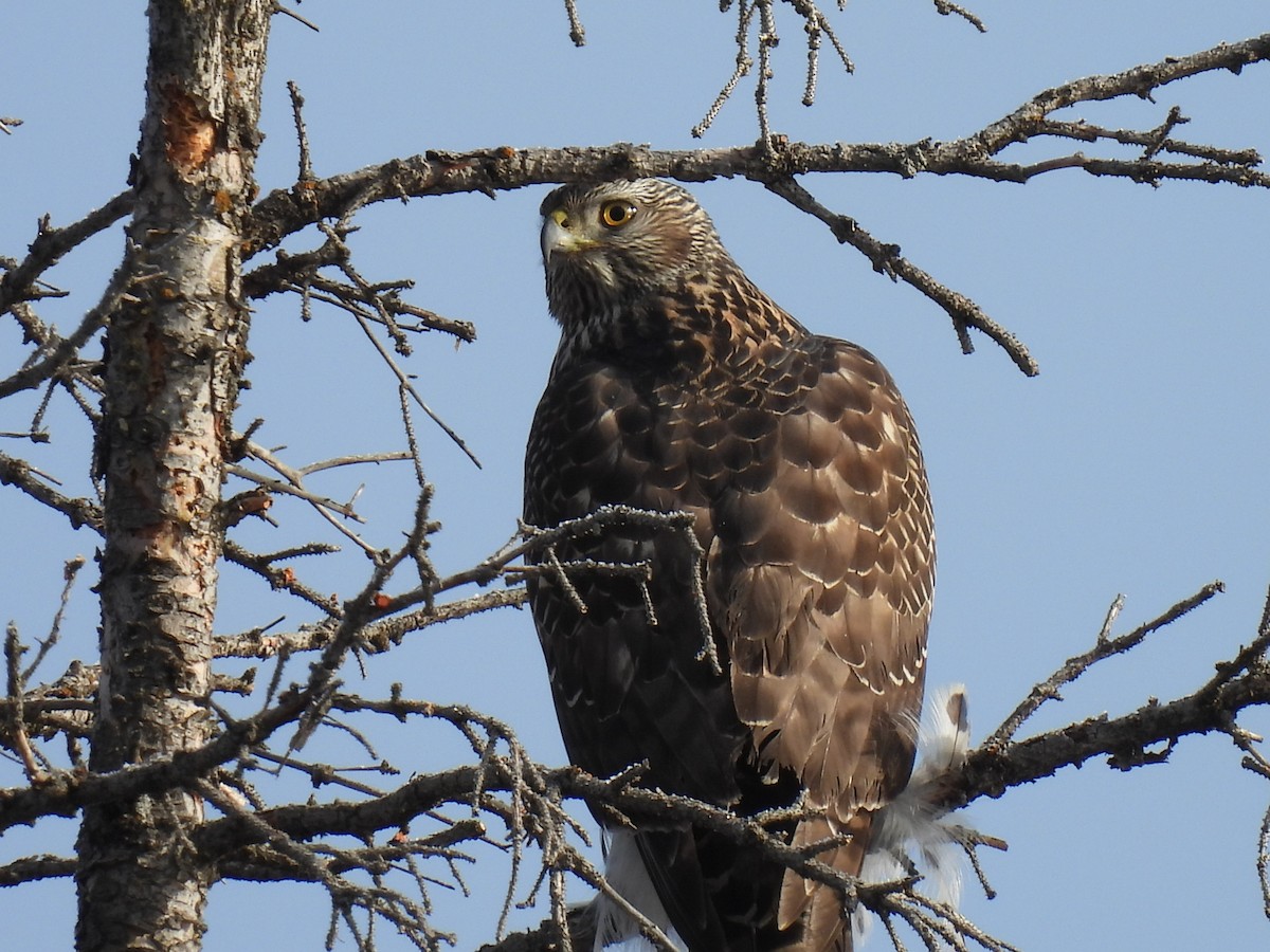 American Goshawk - ML424164311