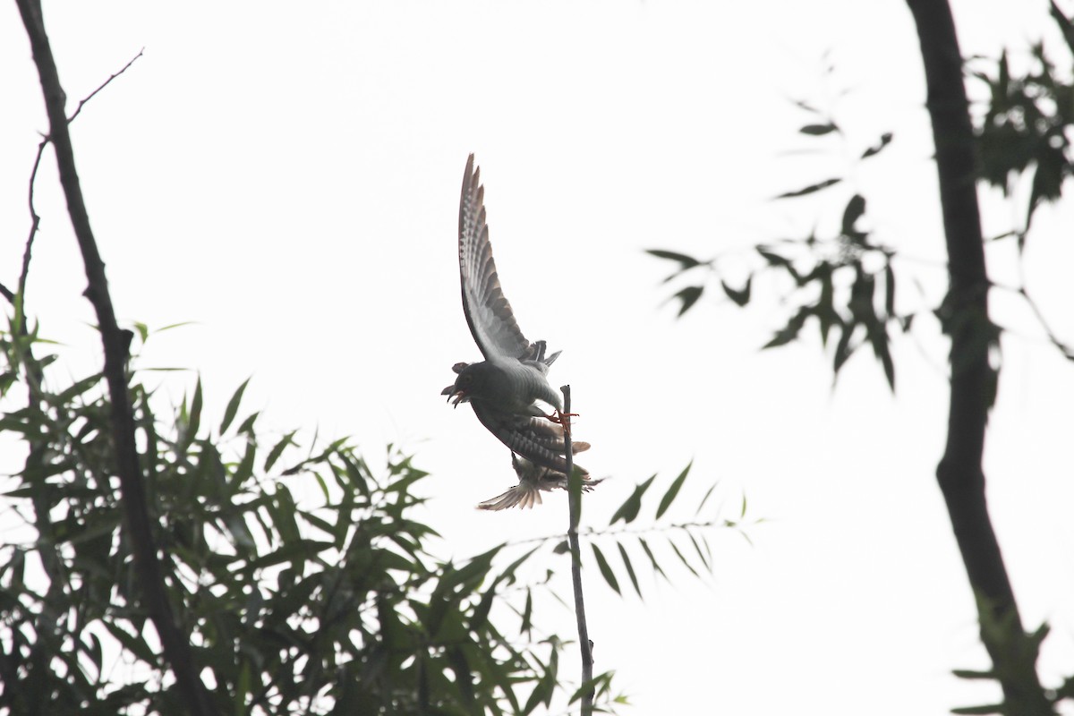 Common Cuckoo - ML424164541