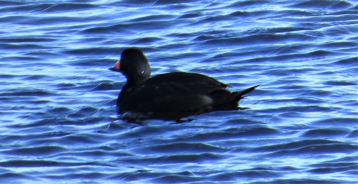 Black Scoter - ML424164711