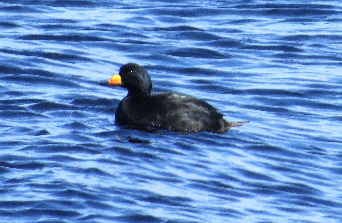 Black Scoter - ML424164801