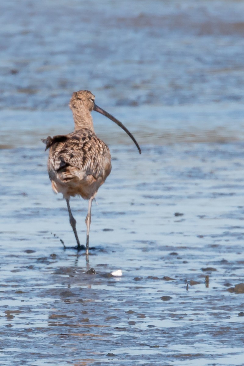 Long-billed Curlew - ML424165281