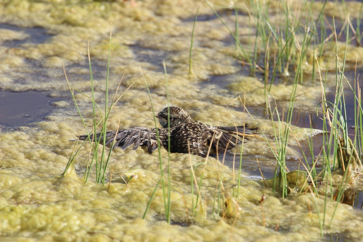 ハマヒバリ（longirostris グループ） - ML424165581