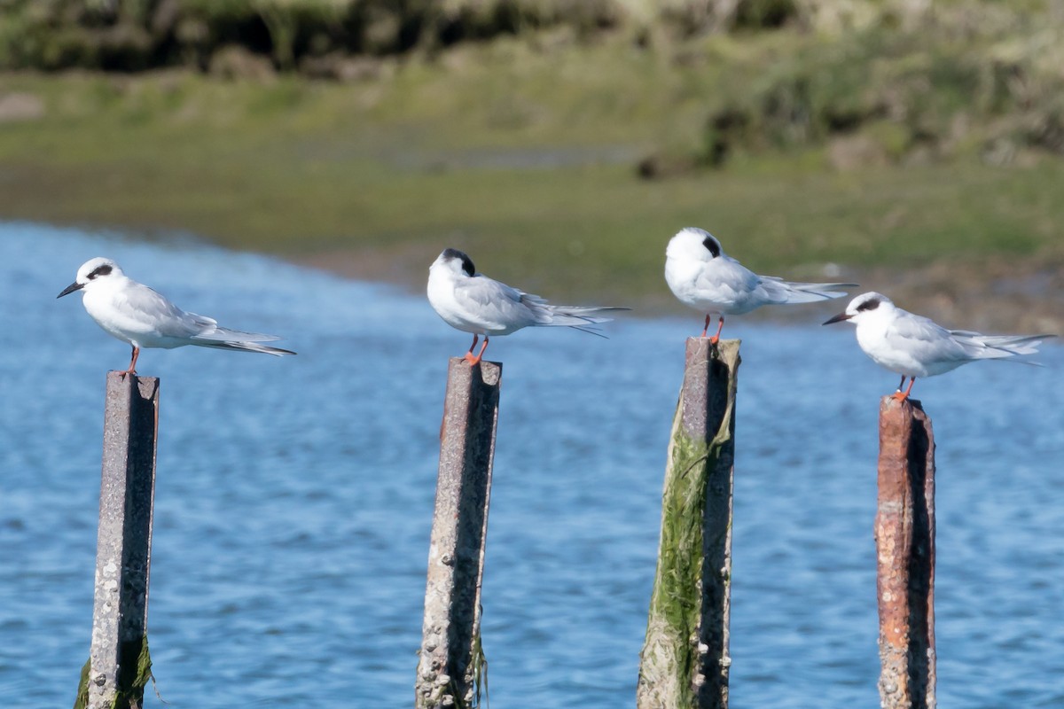 Forster's Tern - ML424166131