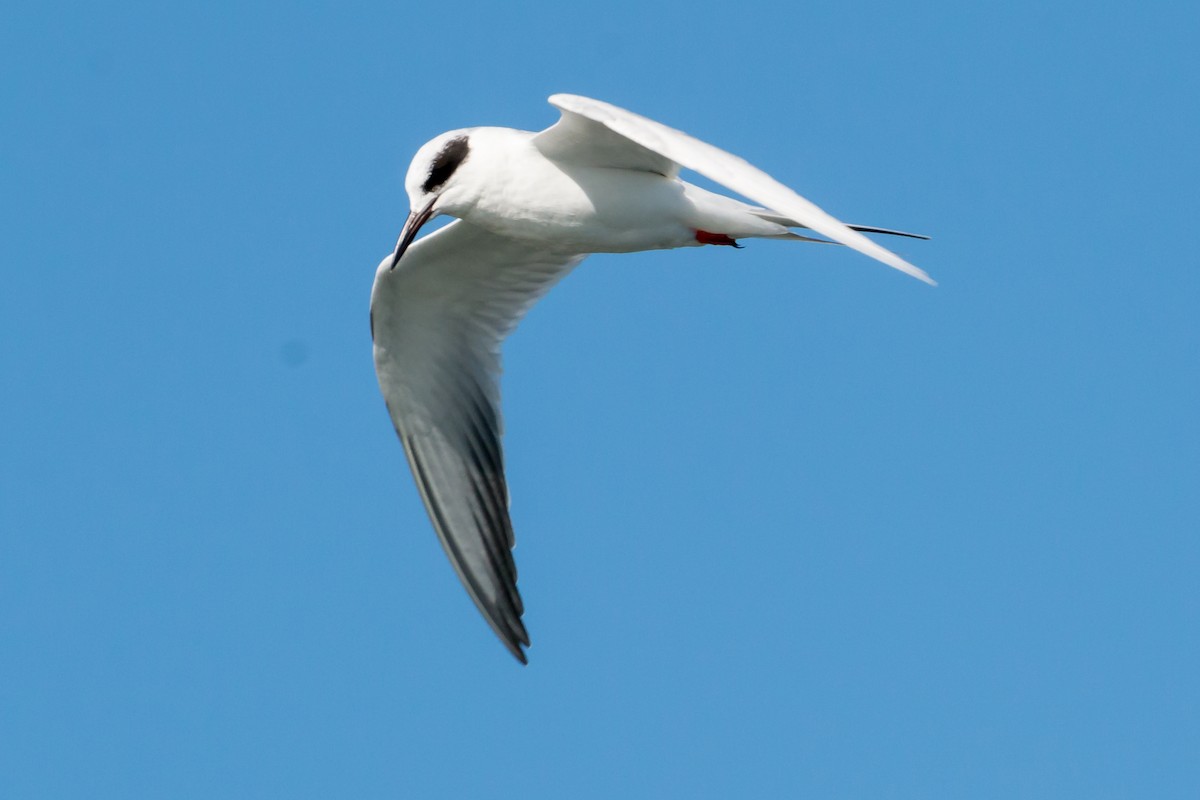 Forster's Tern - ML424166161