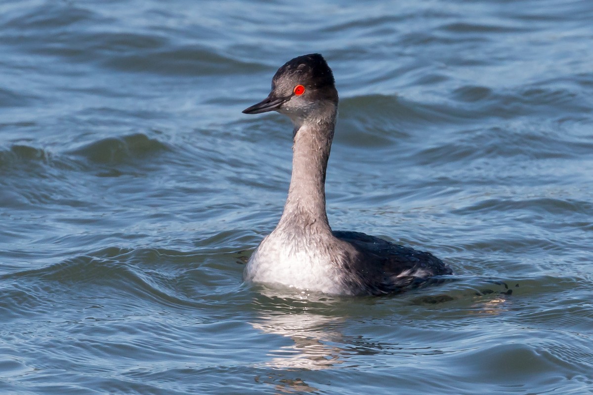 Eared Grebe - ML424166211