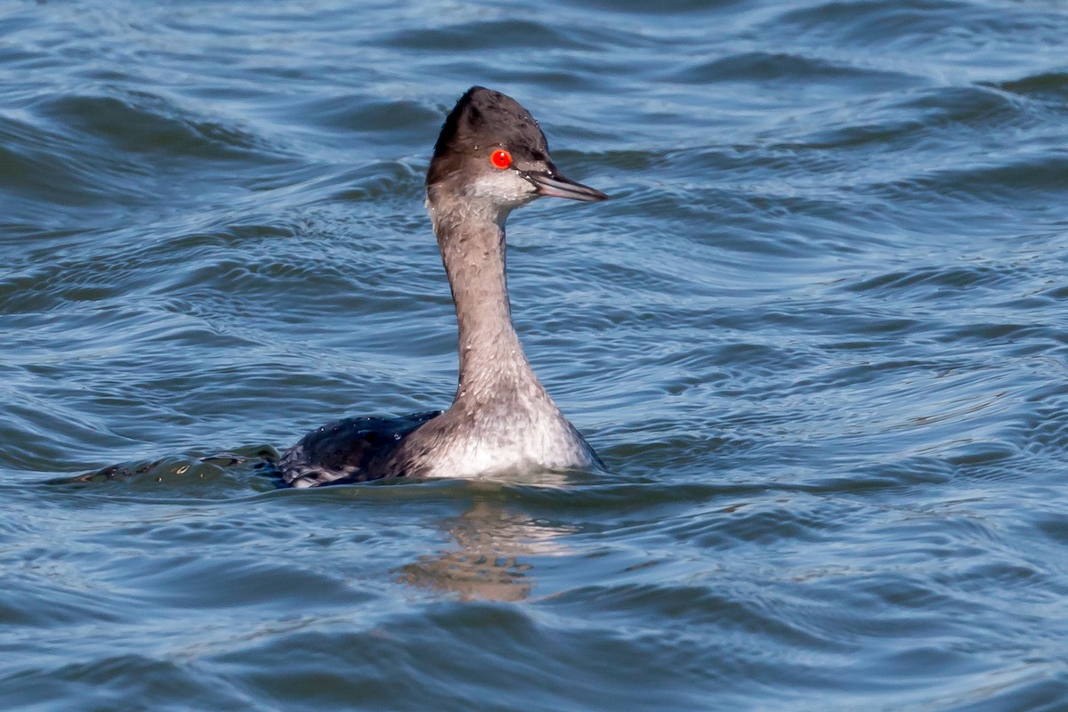 Eared Grebe - Hope Huntington