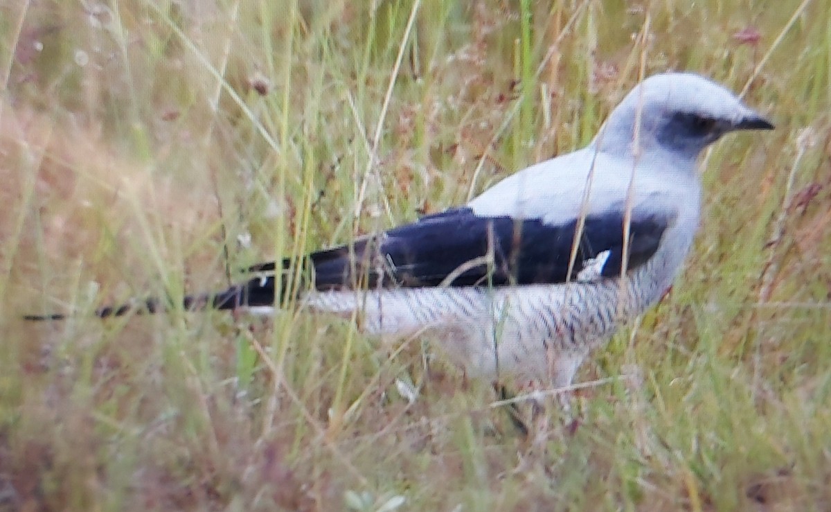 Ground Cuckooshrike - ML424167091