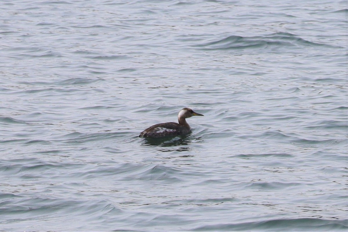 Red-necked Grebe - ML424168011