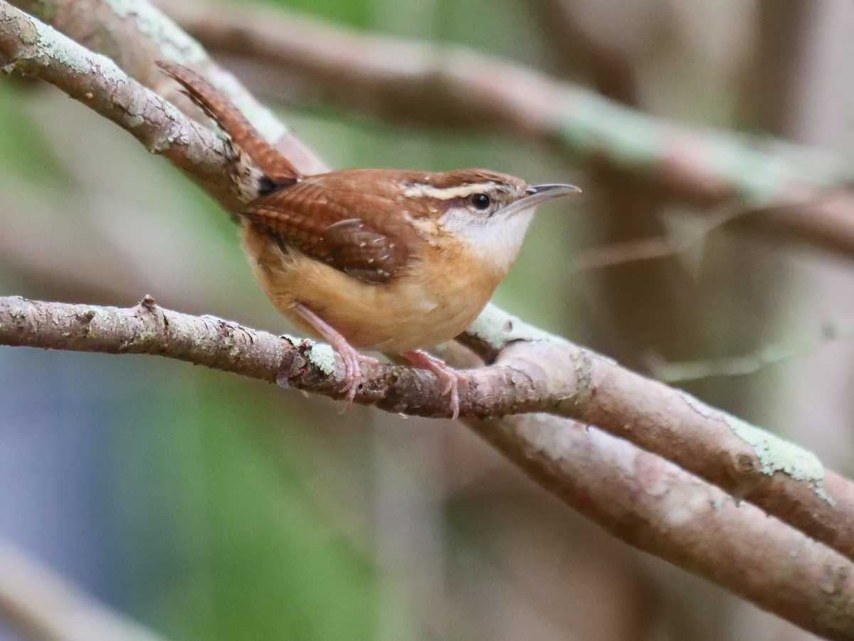 Carolina Wren - ML424168251