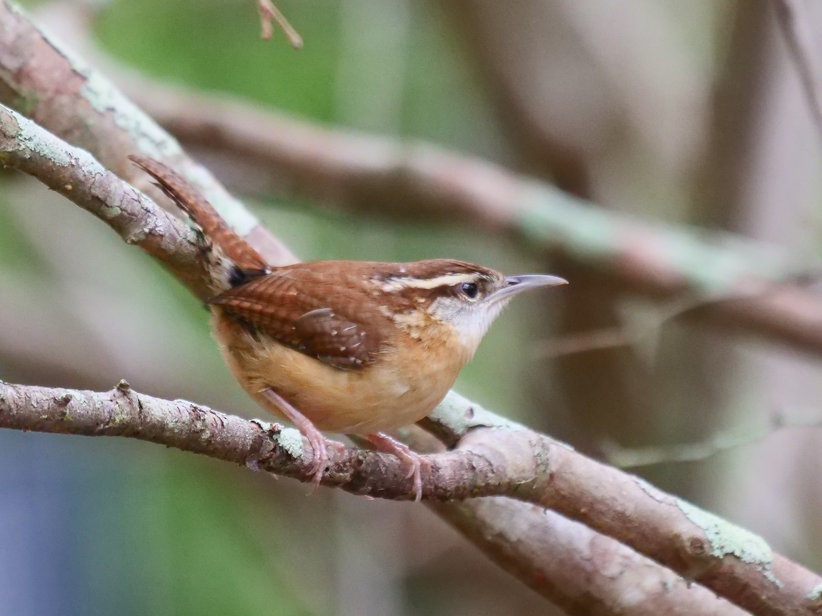 Carolina Wren - ML424168261