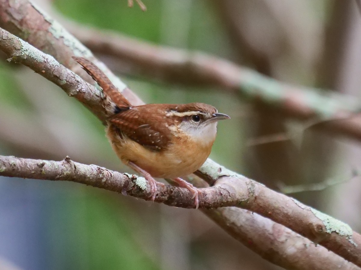 Carolina Wren - ML424168271