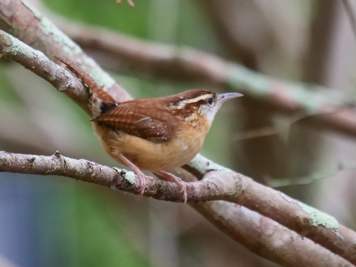 Carolina Wren - ML424168281