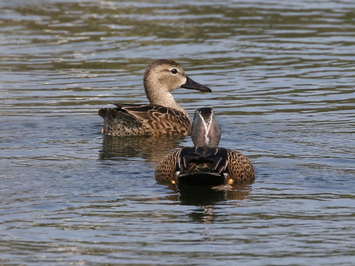 Blue-winged Teal - Steve Calver