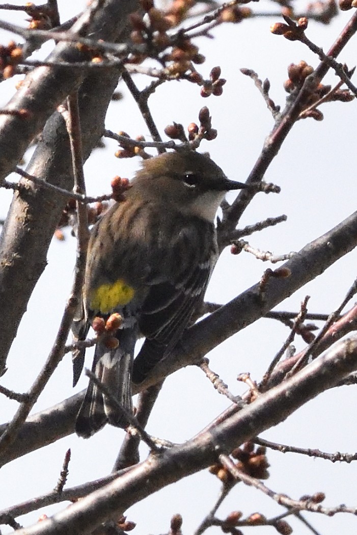 Yellow-rumped Warbler - ML424176281