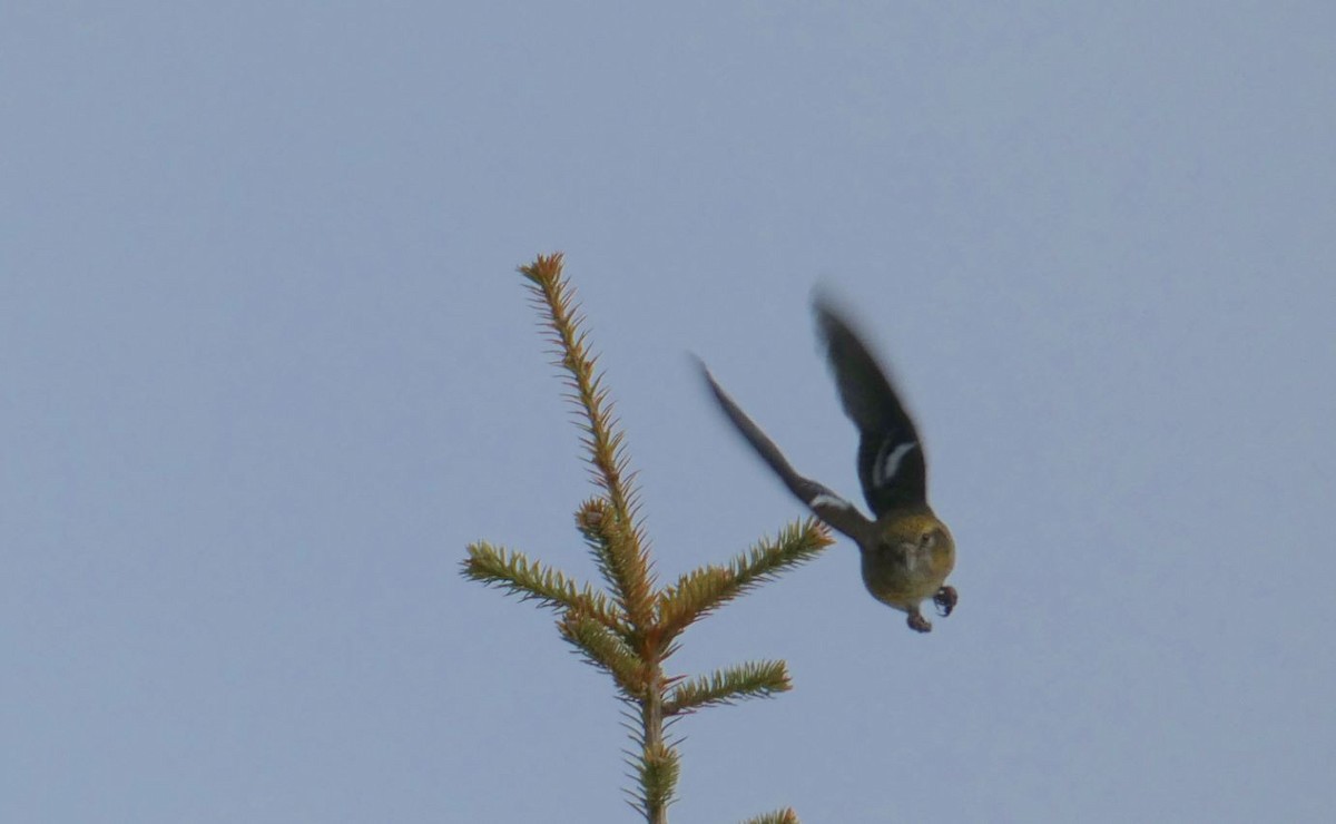 White-winged Crossbill - ML424176571