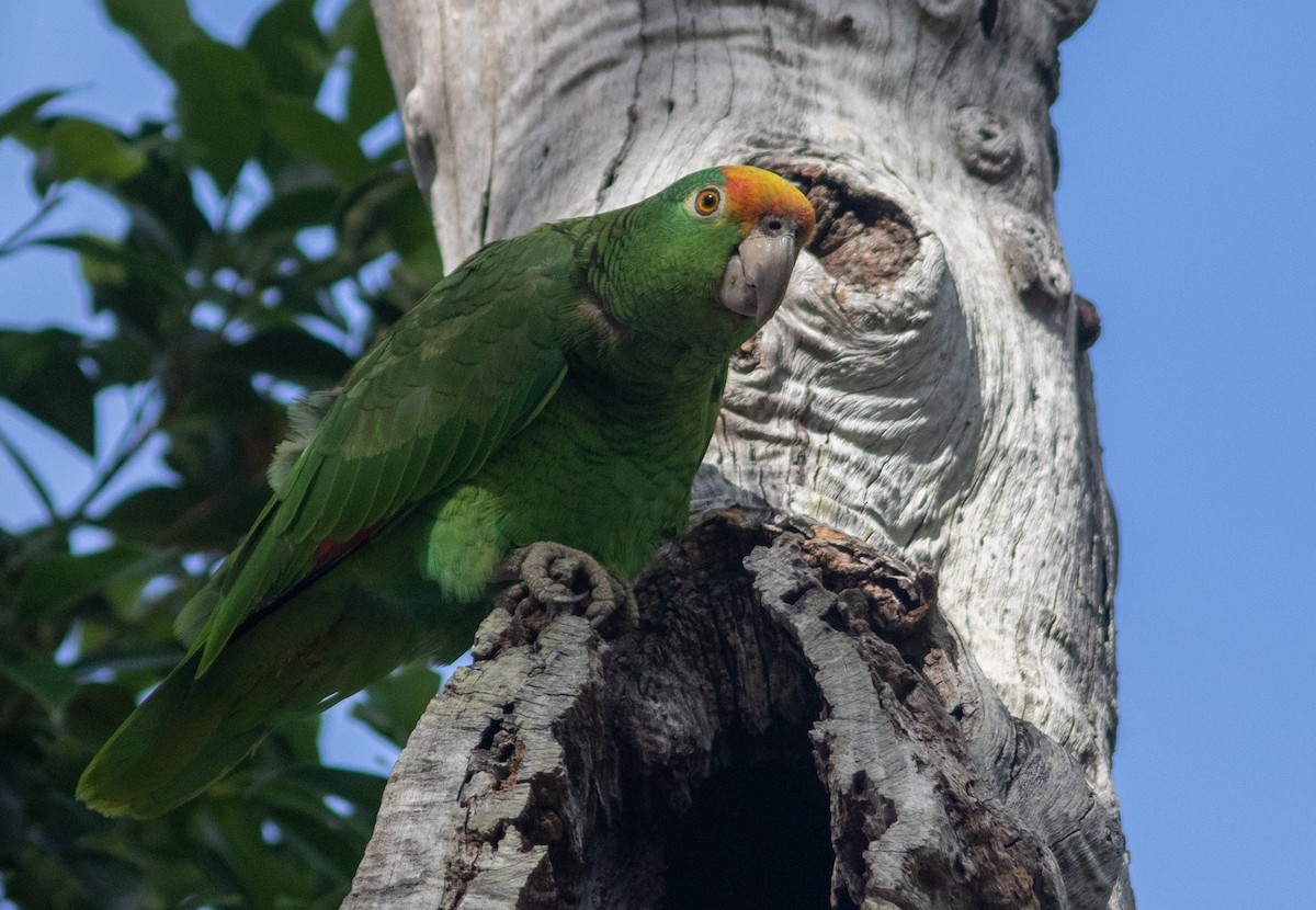 Yellow-crowned Amazon - ML424176841