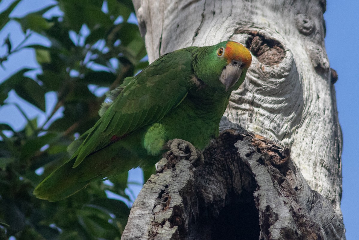 Yellow-crowned Amazon - ML424177011