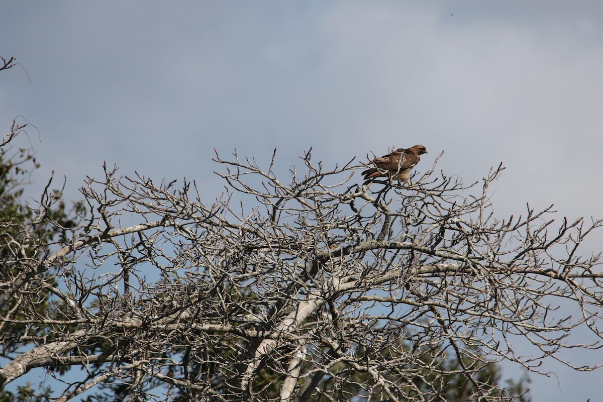 Red-tailed Hawk - Scott Clark