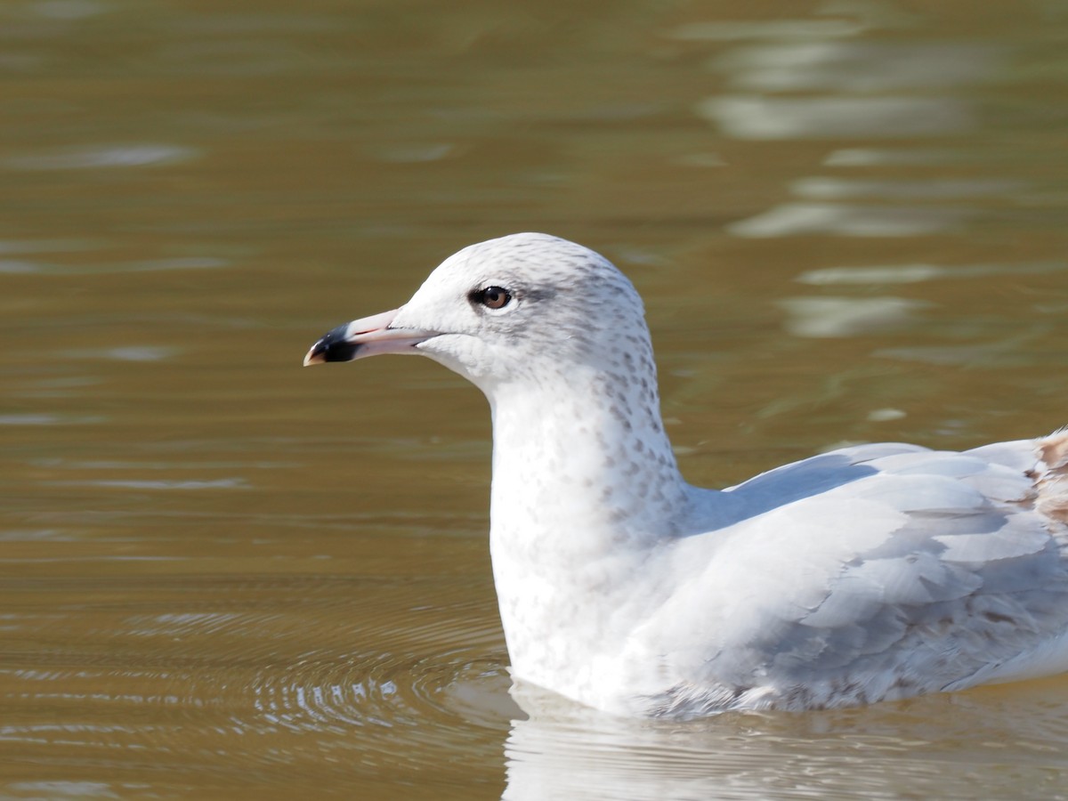 Ring-billed Gull - ML424180651