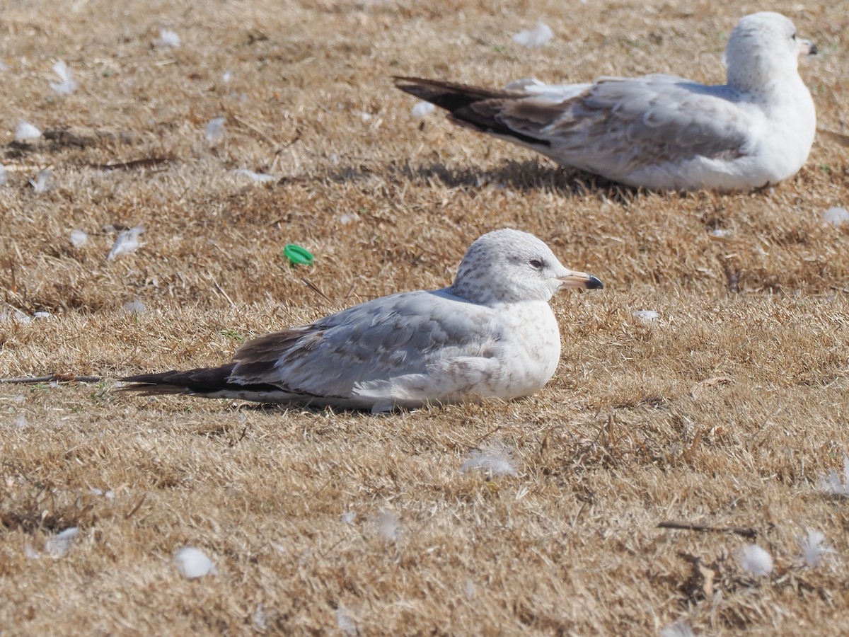 Ring-billed Gull - ML424180691