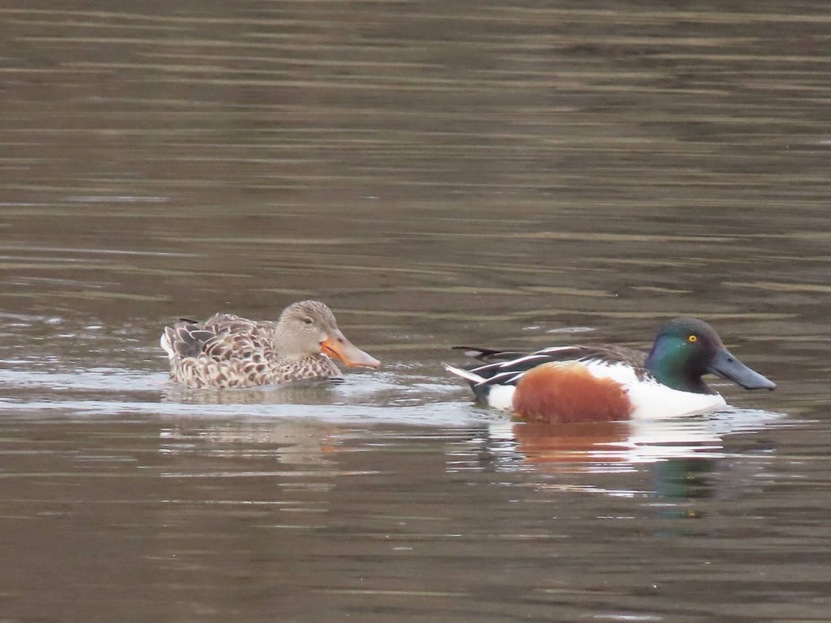 Northern Shoveler - ML424182421