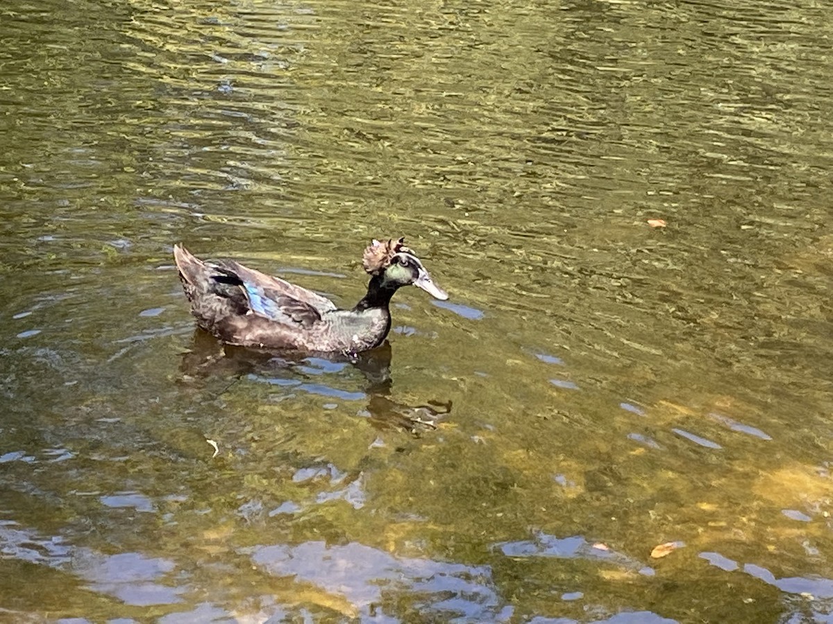 duck sp. - ML424183931