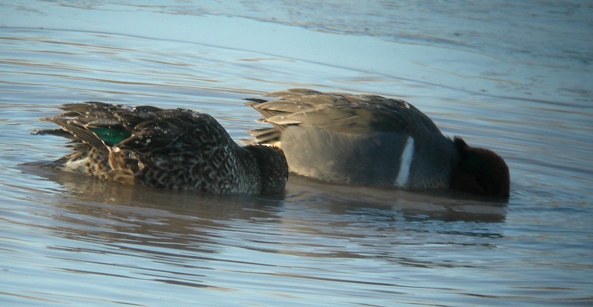 Green-winged Teal - Roseanna Denton